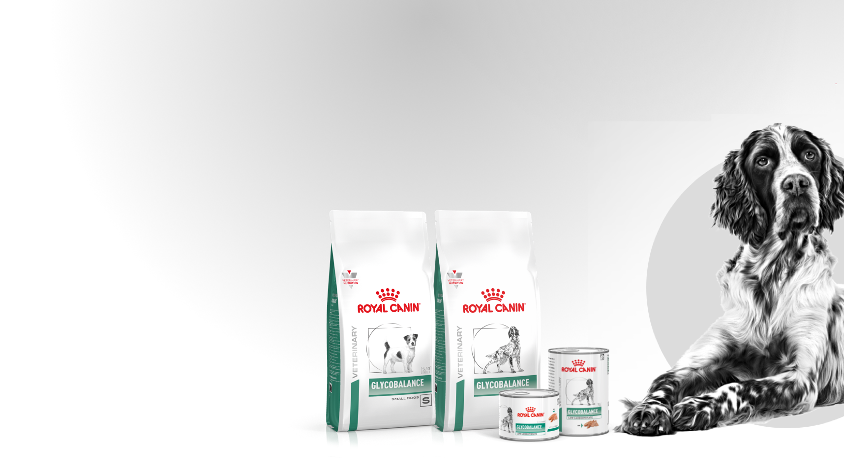 Royal Canin Glycobalance: полнорационный диетический корм для собак, предназначенный для регулирования уровня глюкозы (при сахарном диабете)