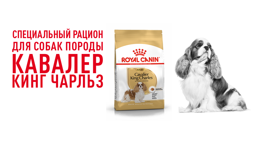 Cavalier King Charles