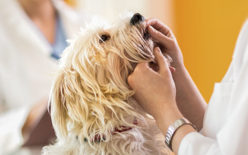 Как правильно чистить зубы собаке?