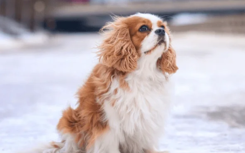 Прогулки с собакой зимой