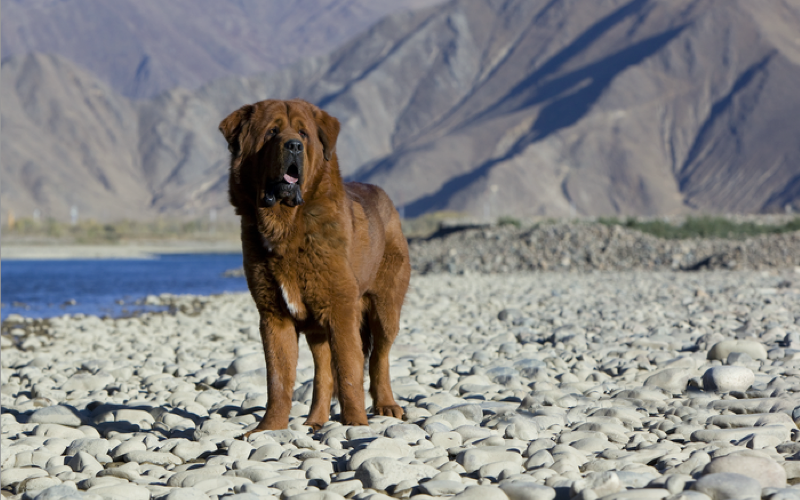 Колтуны у собак. Как с ними бороться?