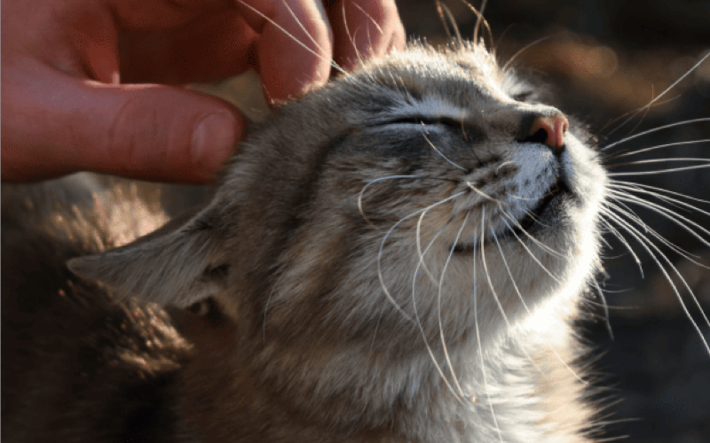 Как ухаживать за кошкой в холодное время года