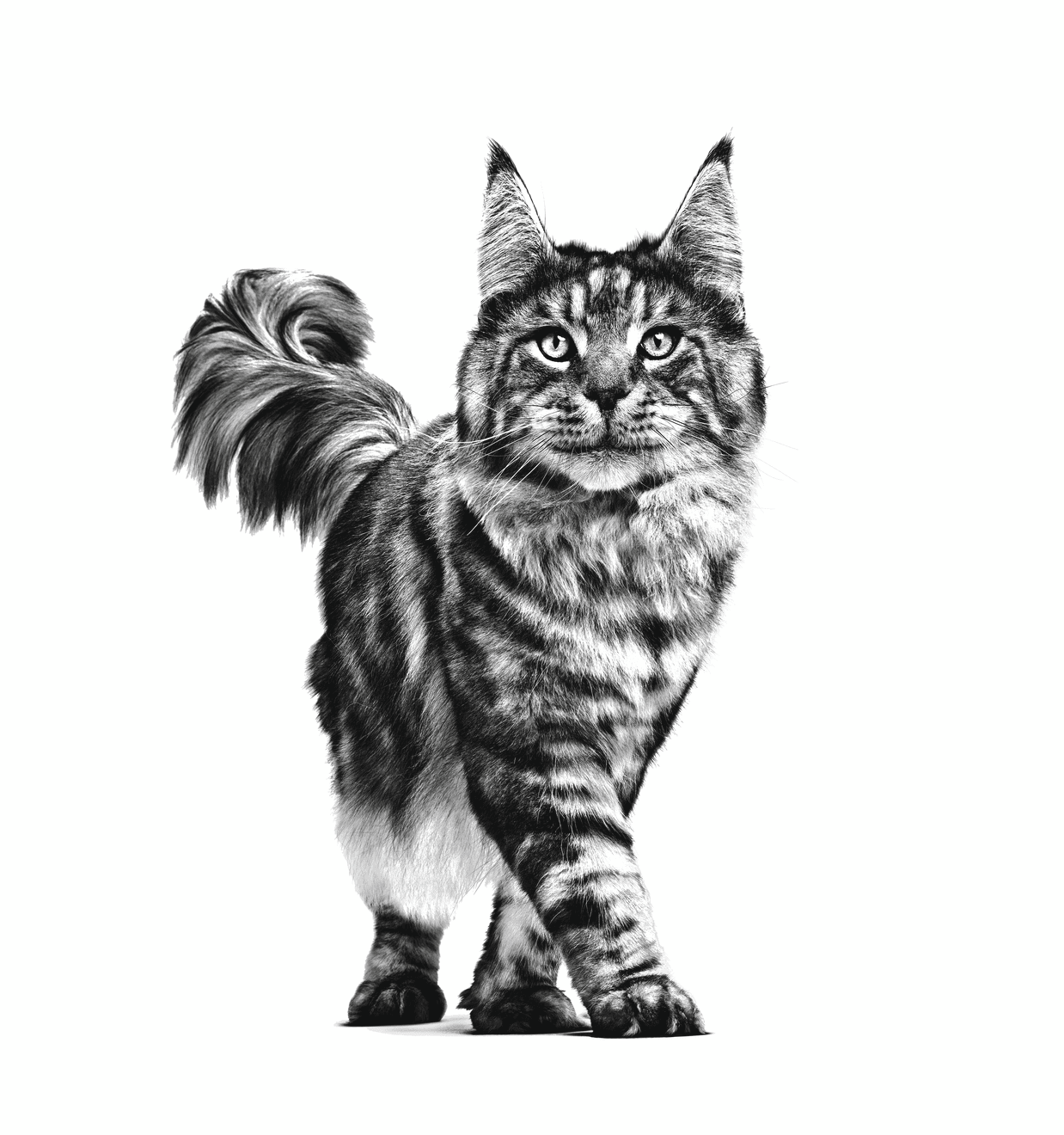 Ветеринарные диеты для кошек