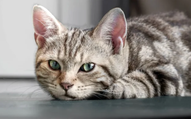 Как распознать стресс у кошек - как помочь кошке при стрессе