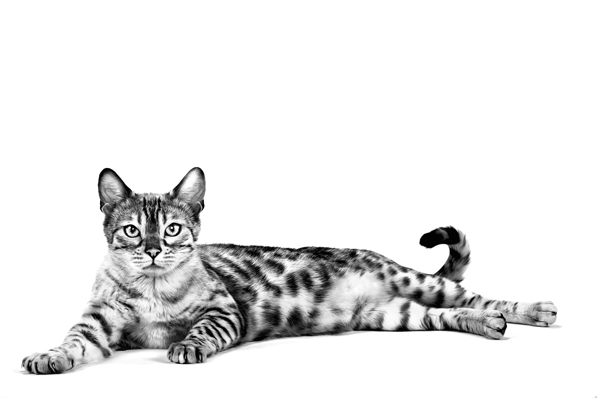 Корма для кошек