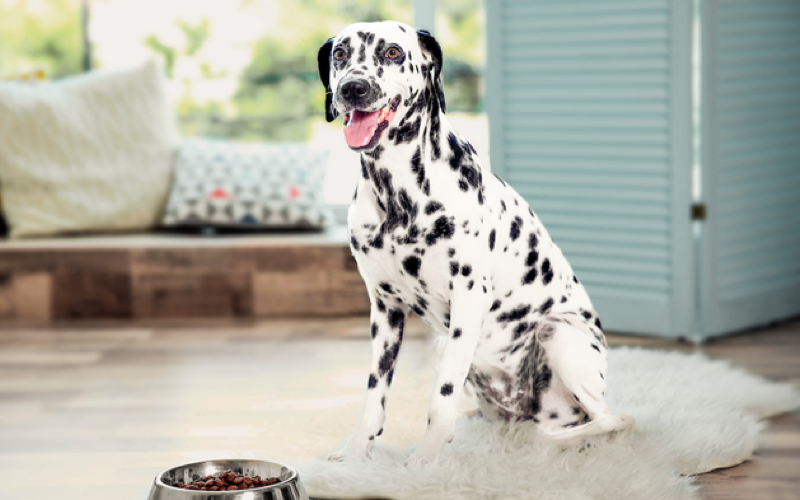 Смешанное кормление собаки - как определиться с выбором