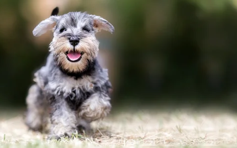 Распространенные заболевания кожи у собак