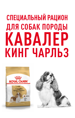 Cavalier King Charles