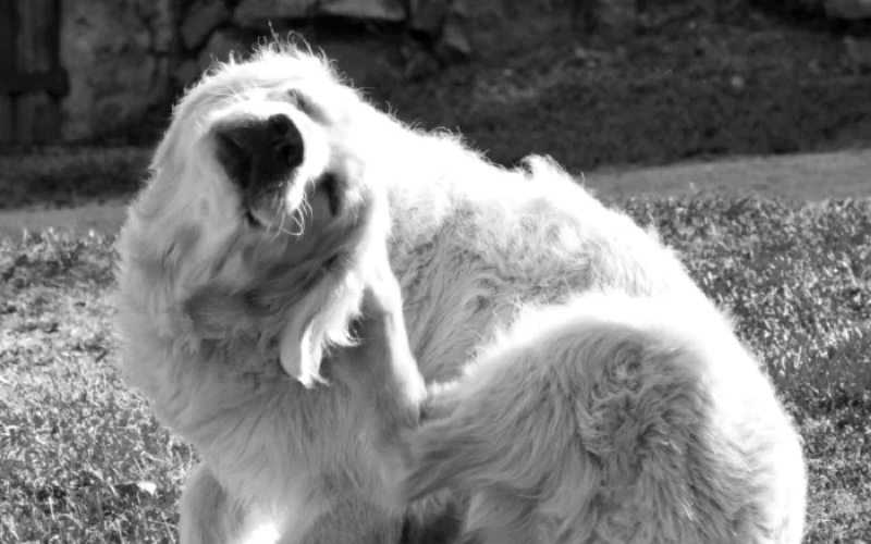 Весенняя линька у собак