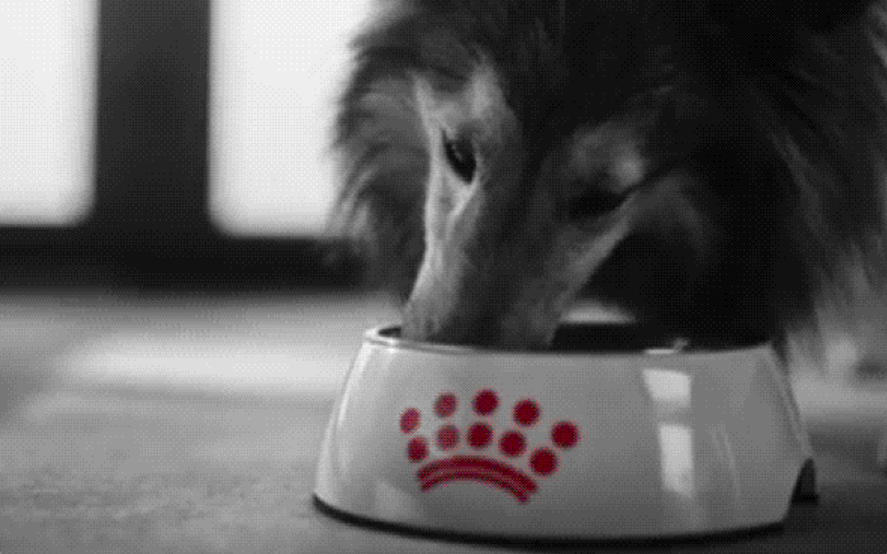 Питание питомца после праздников