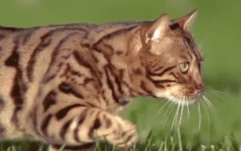 Клещи у кошек: что нужно знать и как лечить