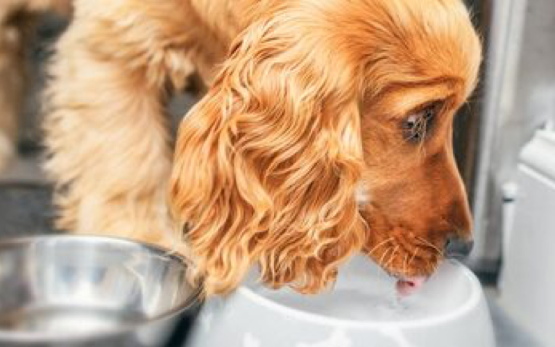 Руководство по смене корма для собаки