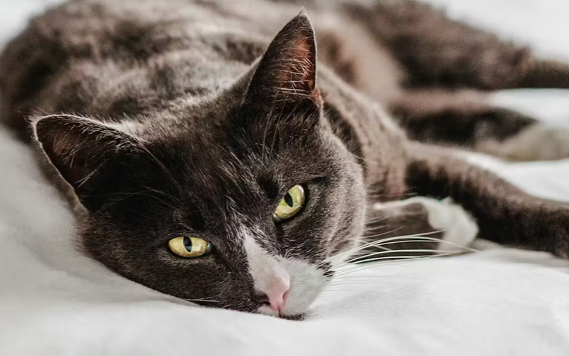 Как поддержать пищеварение питомца после праздников