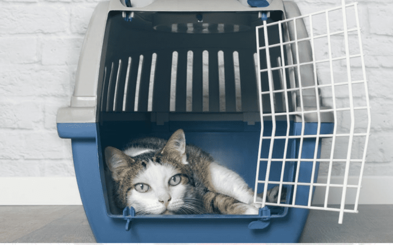 Позаботьтесь о питомце во время поездки