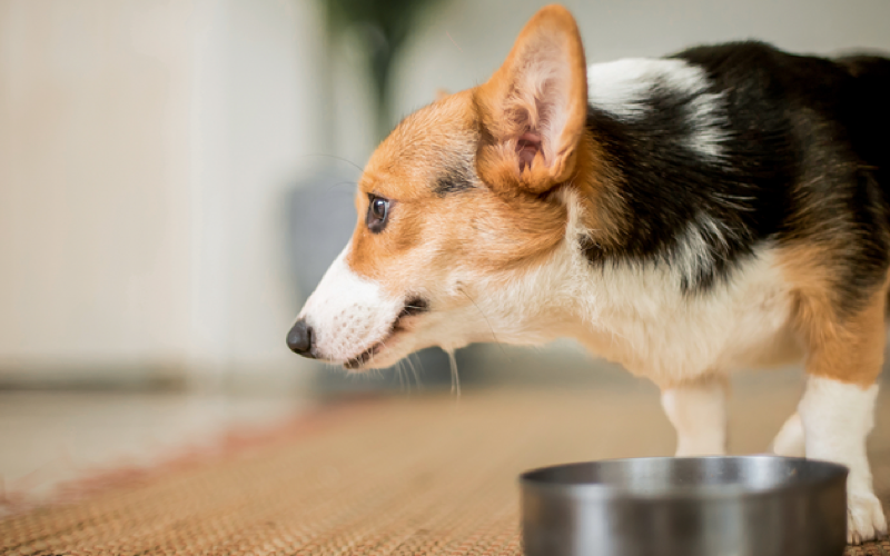 Как лечить заболевания мочевыделительной системы у собак?