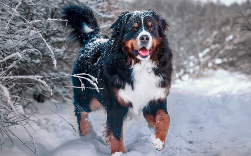 ​Уход за собакой в холодную погоду