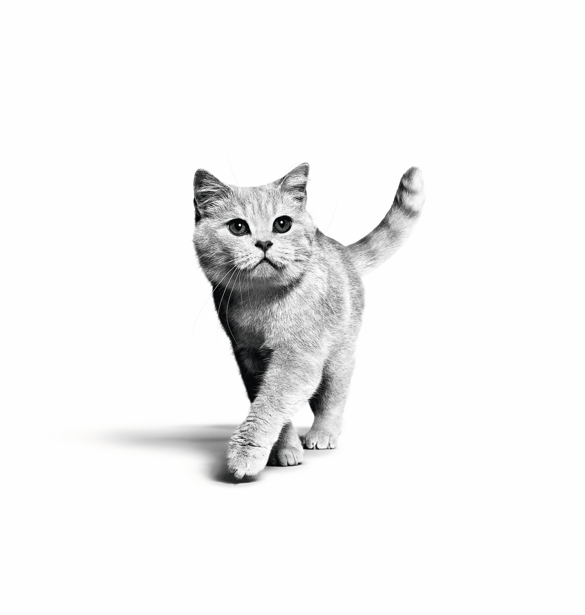 Корм для кошек