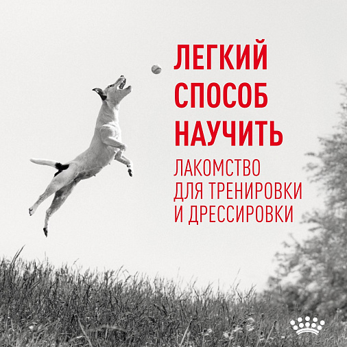 Royal Canin Training Treats лакомство для щенков старше 6 месяцев и взрослых собак. Дополнительное питание для тренировки и дрессировки