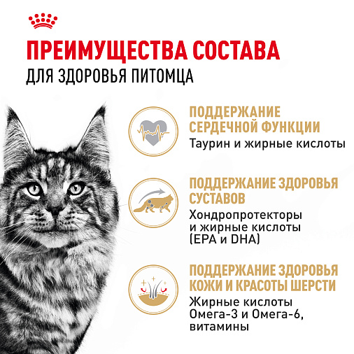 Royal Canin Maine Coon Adult Корм консервированный для взрослых кошек породы Мэйн Кун, соус