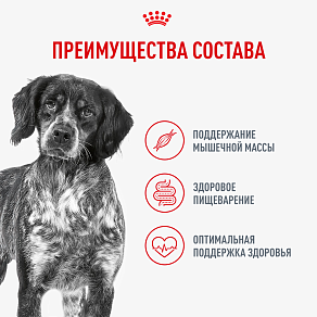 Royal Canin Medium Adult Влажный корм для взрослых собак средних размеров от 12 месяцев