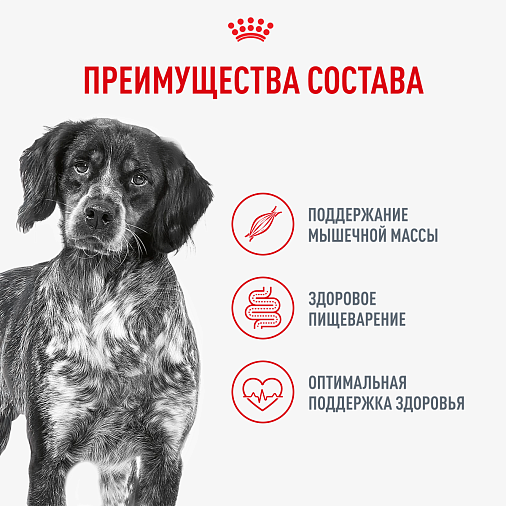 Royal Canin Medium Adult Влажный корм для взрослых собак средних размеров от 12 месяцев