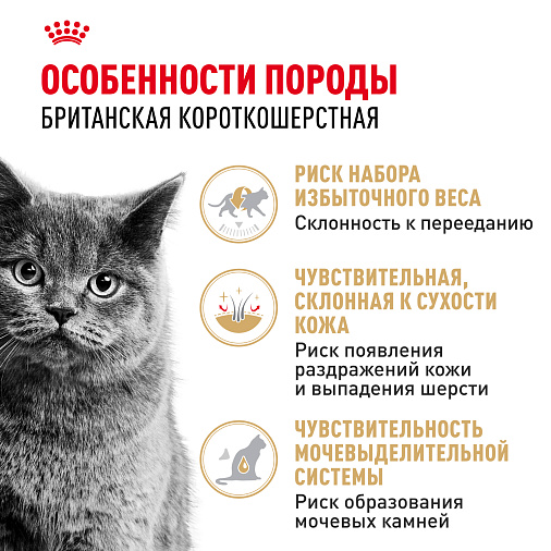 Royal Canin British Shorthair Adult Корм консервированный для взрослых британских короткошерстных кошек,соус