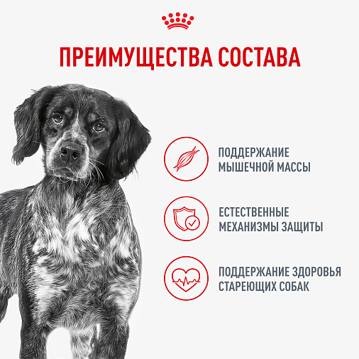 Royal Canin Medium Ageing Влажный корм для взрослых собак средних размеров от 7 лет и старше