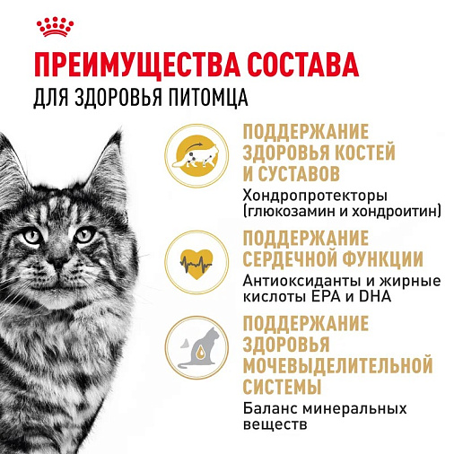 Royal Canin Maine Coon Adult Корм сухой сбалансированный для взрослых кошек породы Мэйн Кун