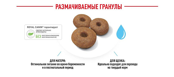 Royal Canin Maxi Starter Корм сухой для щенков крупных размеров до 2-х месяцев, беременных и кормящих сук