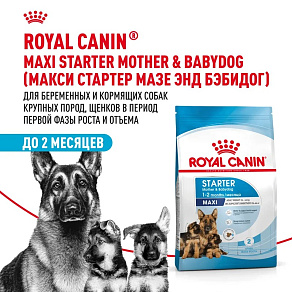 Royal Canin Maxi Starter Корм сухой для щенков крупных размеров до 2-х месяцев, беременных и кормящих сук