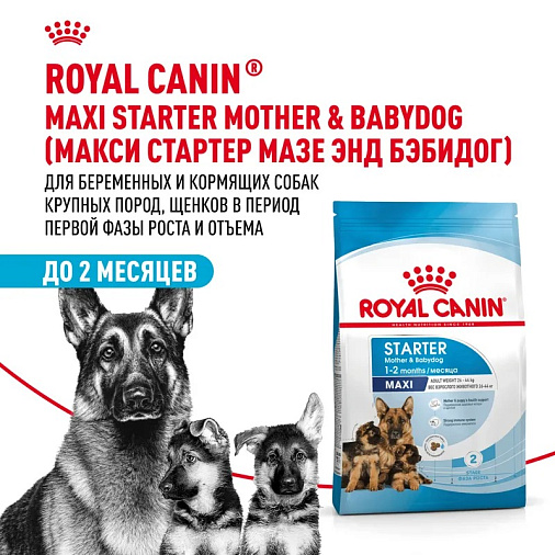 Royal Canin Maxi Starter Корм сухой для щенков крупных размеров до 2-х месяцев, беременных и кормящих сук