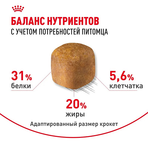 Royal Canin Maine Coon Adult Корм сухой сбалансированный для взрослых кошек породы Мэйн Кун