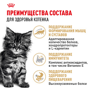 Royal Canin MAINE COON KITTEN Корм консервированный полнорационный для кошек - Специально для котят породы Мэйн Кун в возрасте до 15 месяцев (мелкие кусочки в соусе)