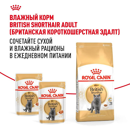 Royal Canin British Shorthair Adult Корм сухой сбалансированный для взрослых британских короткошерстных кошек