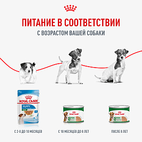 Royal Canin Mini Adult Влажный корм для взрослых собак мелких размеров от 10 месяцев