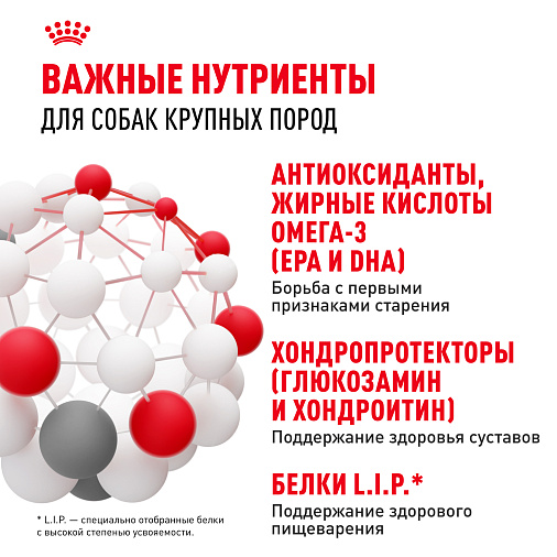 Royal Canin Maxi Ageing 8+ Корм сухой для стареющих собак крупных размеров от 8 лет и старше