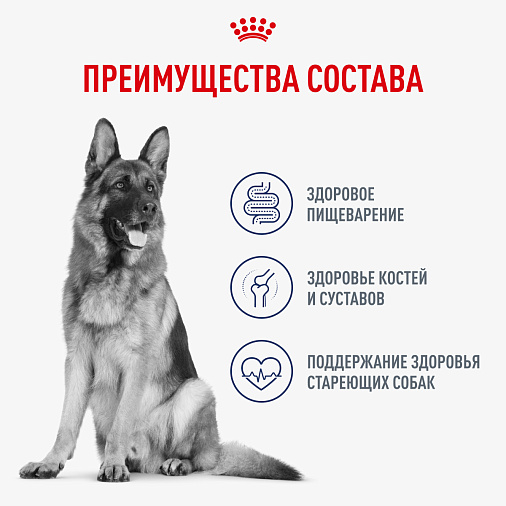 Royal Canin Maxi Ageing Влажный корм для стареющих собак крупных размеров от 8 лет и старше