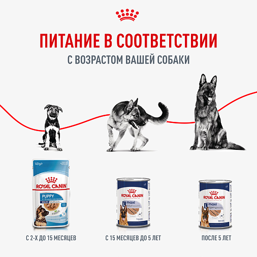 Royal Canin Maxi Ageing Влажный корм для стареющих собак крупных размеров от 8 лет и старше