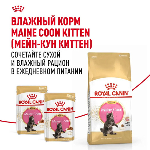 Royal Canin Maine Coon Kitten Корм сухой сбалансированный для котят породы Мэйн Кун