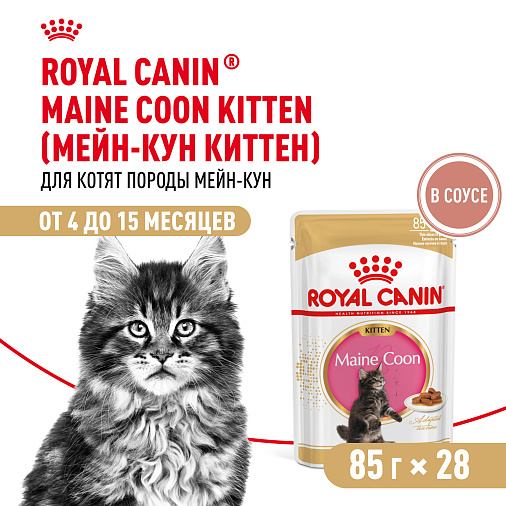 Royal Canin MAINE COON KITTEN Корм консервированный полнорационный для кошек - Специально для котят породы Мэйн Кун в возрасте до 15 месяцев (мелкие кусочки в соусе)