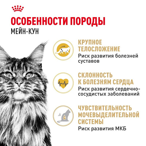 Royal Canin Maine Coon Adult Корм сухой сбалансированный для взрослых кошек породы Мэйн Кун