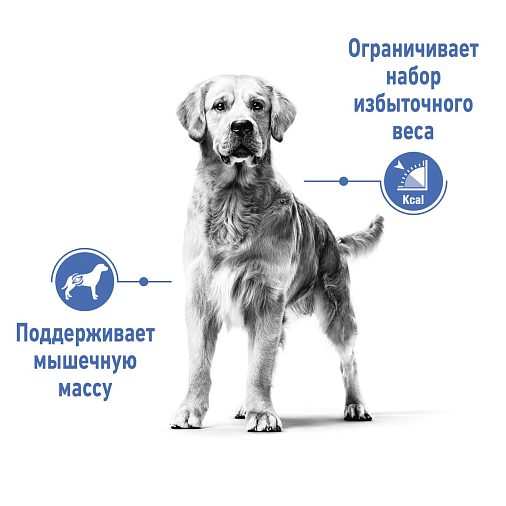 Royal Canin Medium Light Weight Care Корм сухой полнорационный для собак - Для взрослых и стареющих собак средних размеров (весом от 11 до 25 кг) - Старше 12 месяцев - Собаки со склонностью к набору веса