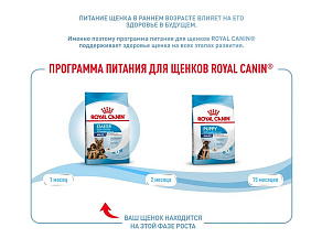 Royal Canin Maxi Starter Корм сухой для щенков крупных размеров до 2-х месяцев, беременных и кормящих сук