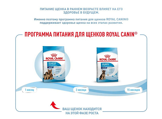 Royal Canin Maxi Starter Корм сухой для щенков крупных размеров до 2-х месяцев, беременных и кормящих сук