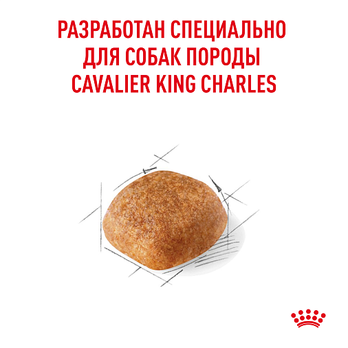 Royal Canin Cavalier King Charles Adult Корм сухой полнорационный для собак - Специально для взрослых и стареющих собак породы Кавалер кинг чарльз спаниель в возрасте 10 месяцев и старше