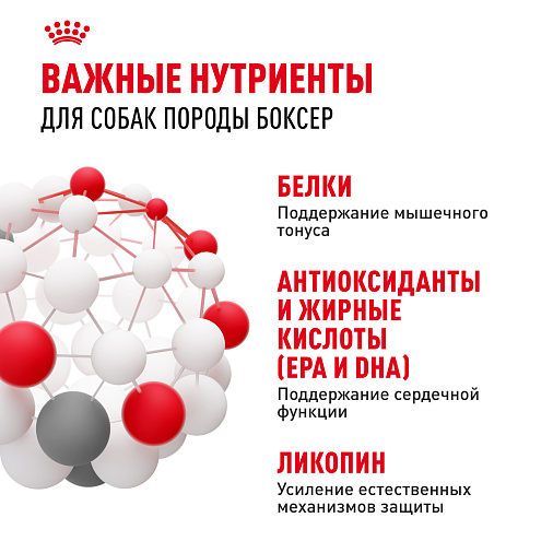 Royal Canin Boxer Adult Корм сухой для взрослых и стареющих собак породы боксер от 15 месяцев