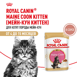 Royal Canin MAINE COON KITTEN Корм консервированный полнорационный для кошек - Специально для котят породы Мэйн Кун в возрасте до 15 месяцев (мелкие кусочки в соусе)