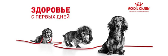 Royal Canin Giant Starter Корм сухой для щенков очень крупных размеров до 2 месяцев, беременных и кормящих сук