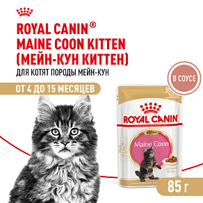 Royal Canin MAINE COON KITTEN Корм консервированный полнорационный для кошек - Специально для котят породы Мэйн Кун в возрасте до 15 месяцев (мелкие кусочки в соусе)