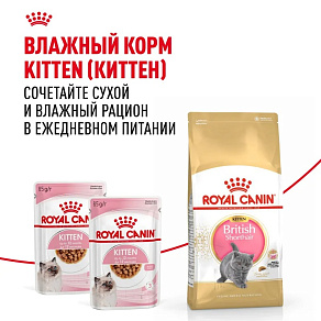 Royal Canin British Shorthair Kitten Корм сухой сбалансированный для британских короткошерстных котят